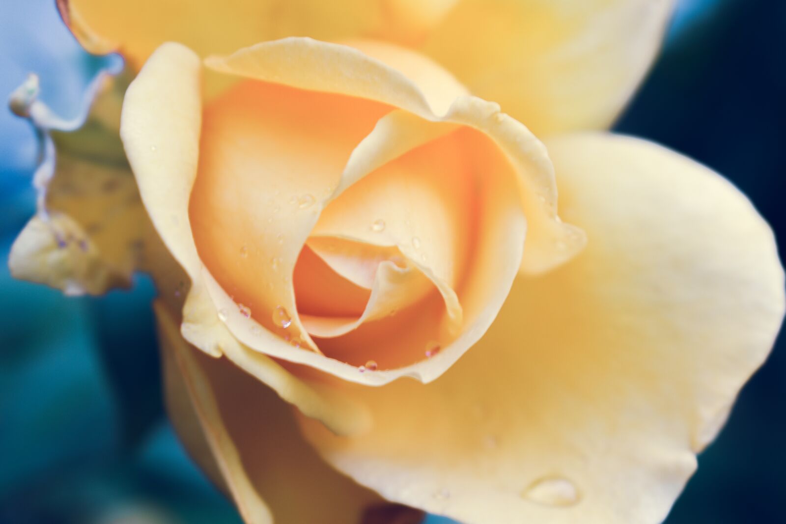 Nikon D5600 sample photo. Yellow rose, blooming, macro photography