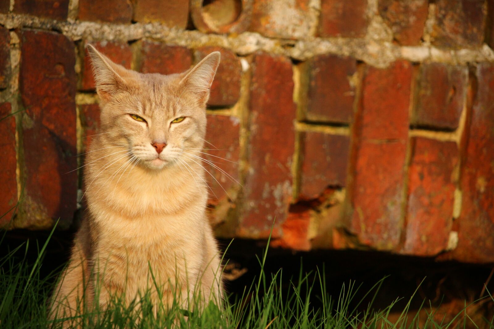 Canon EOS 100D (EOS Rebel SL1 / EOS Kiss X7) sample photo. Cat, mieze, kitten photography