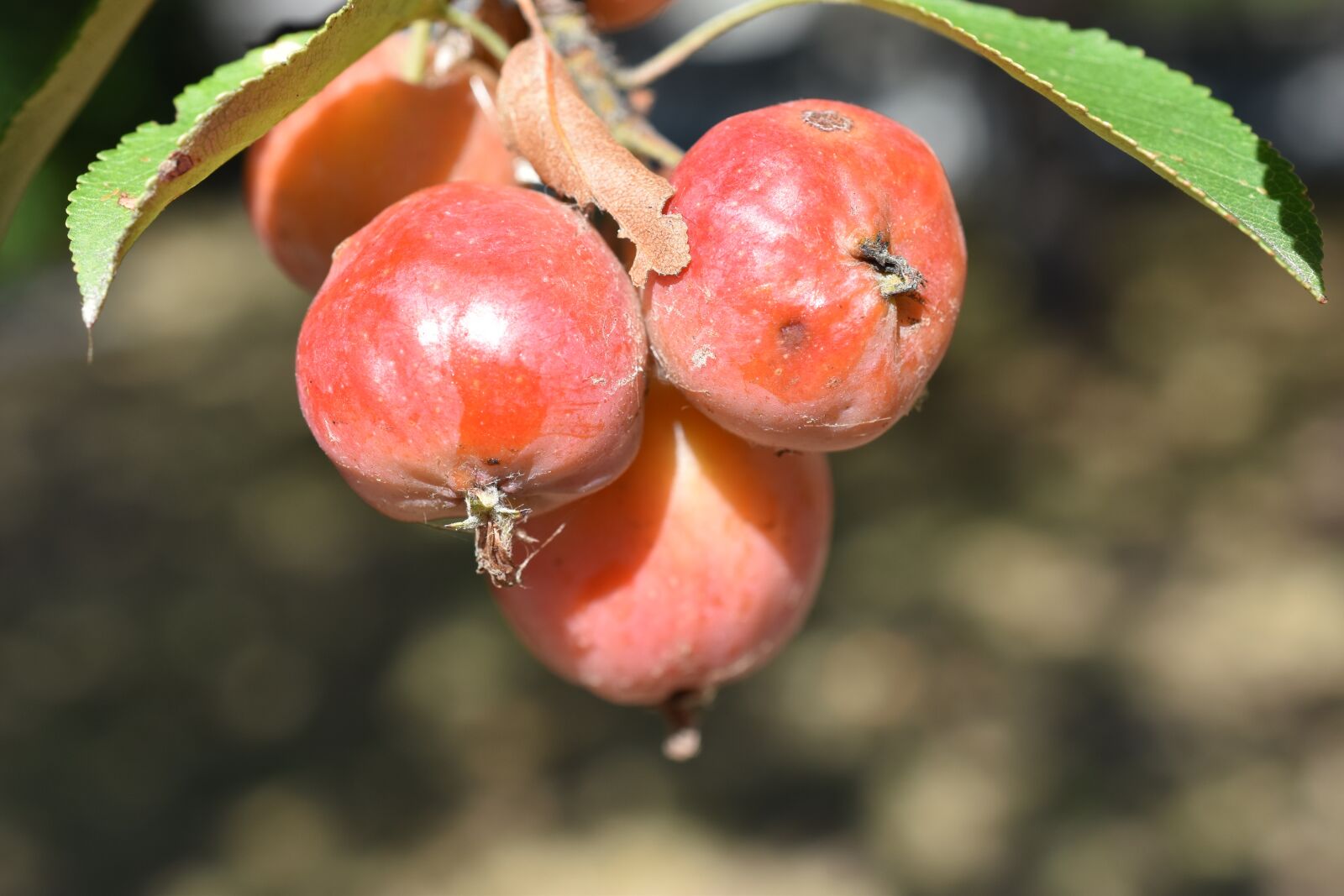 Nikon D5600 sample photo. Fruits, tree, fruit photography