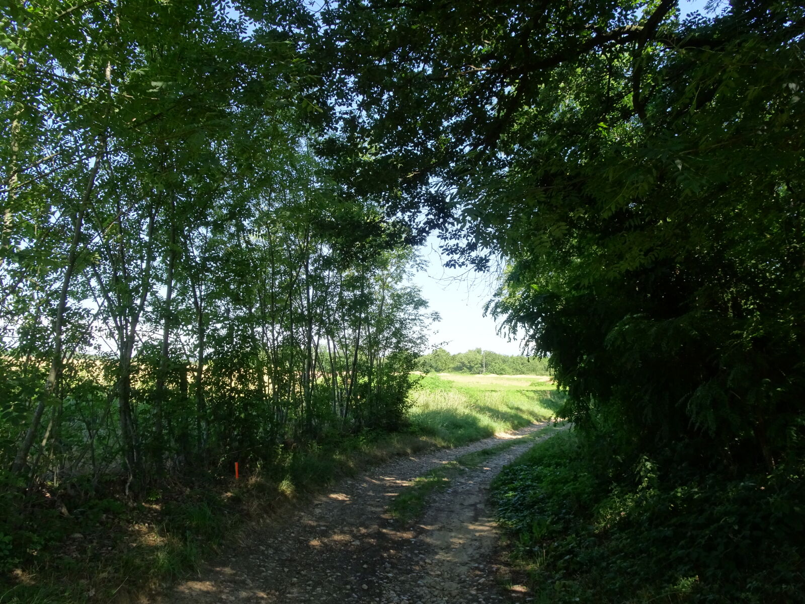 Sony Cyber-shot DSC-HX90V sample photo. Nature, tree photography