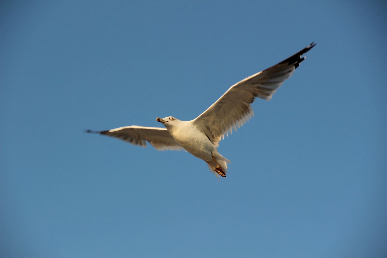 Canon EOS 600D (Rebel EOS T3i / EOS Kiss X5) sample photo. Sky, bird, fly photography