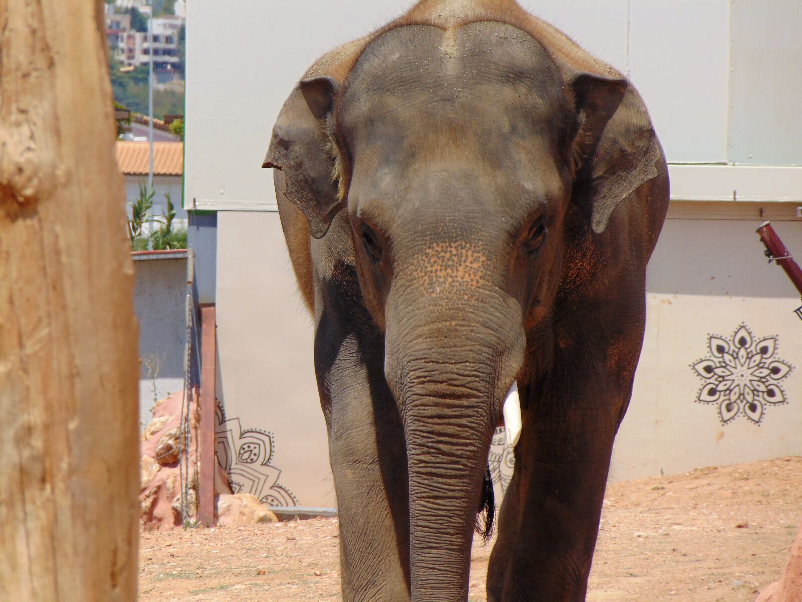 Sony Cyber-shot DSC-H300 sample photo. Elephant, zoo, trunk photography