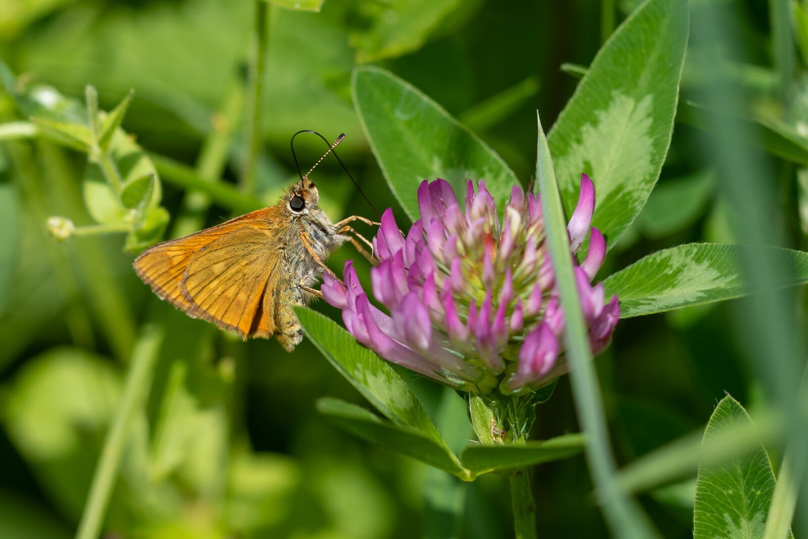 Canon EOS 7D Mark II sample photo. Butterfly, nectar, proboscis photography