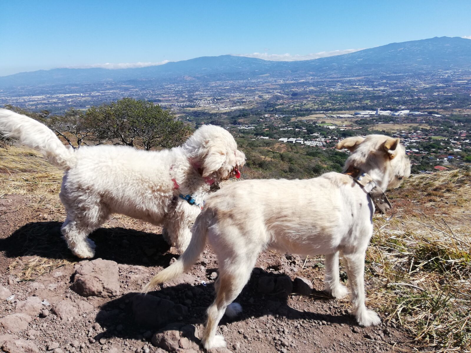HUAWEI ANE-LX1 sample photo. Dog, training, open air photography
