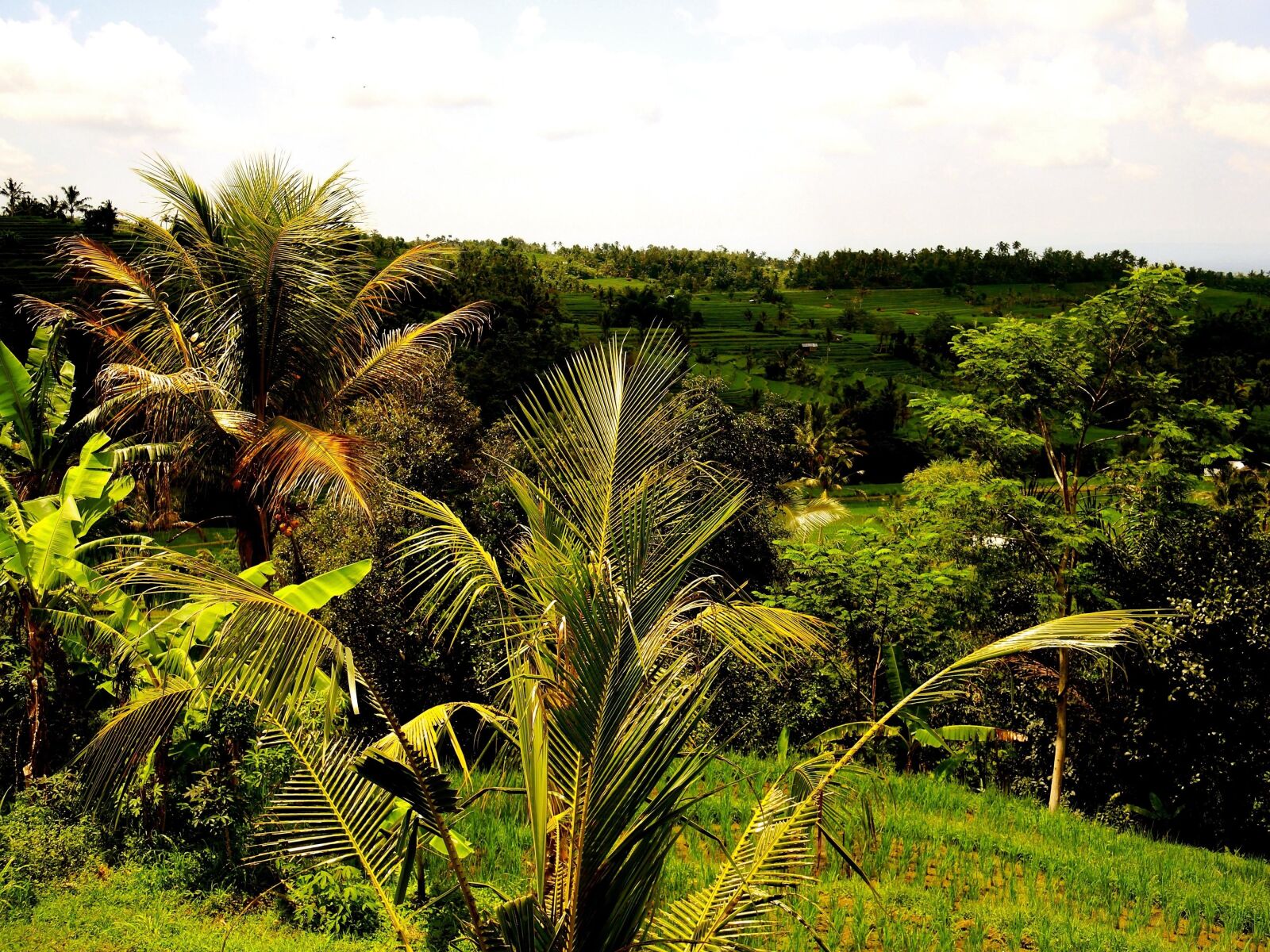Nikon Coolpix P7700 sample photo. Nature, tree, coconut, hill photography