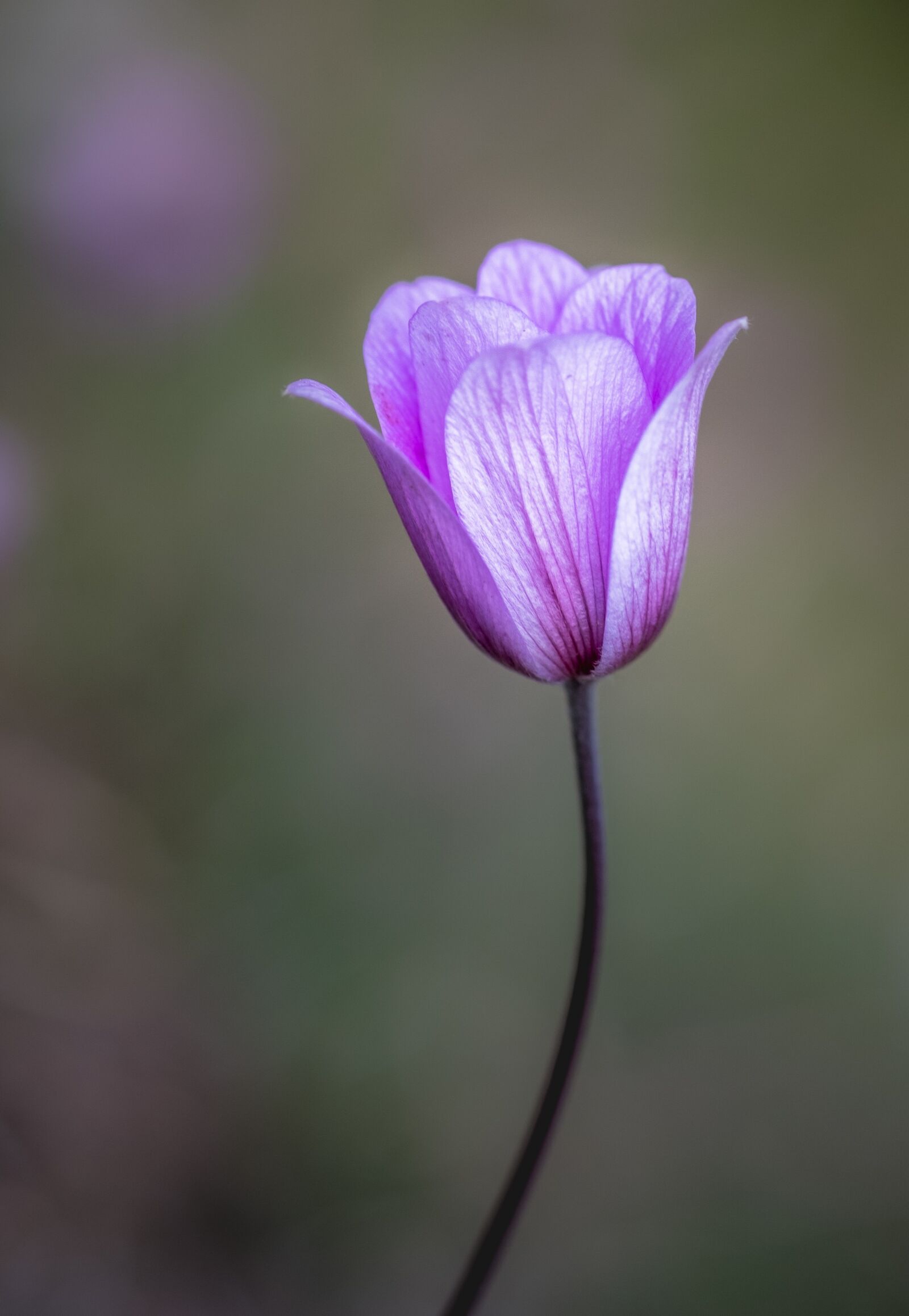 Fujifilm X-T20 sample photo. Blossom, flower, nature photography