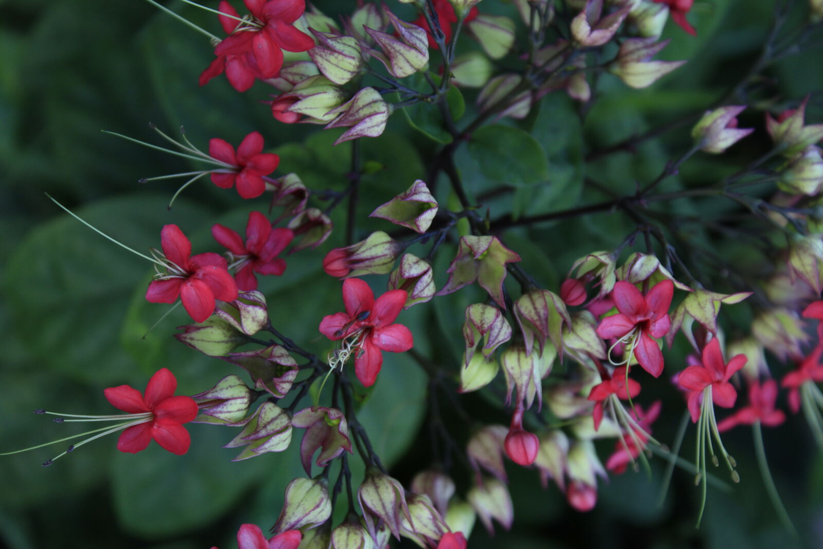 Canon EOS 7D sample photo