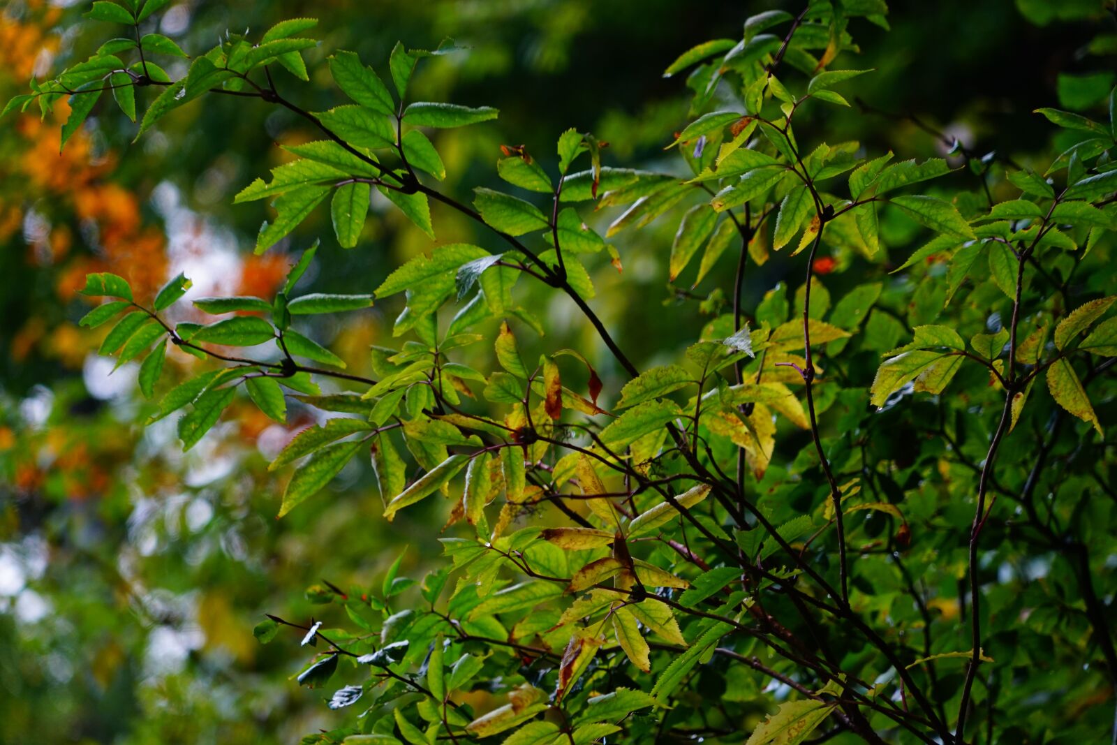 Sony a7 + Sony FE 24-240mm F3.5-6.3 OSS sample photo. Leaves, tree, nature photography