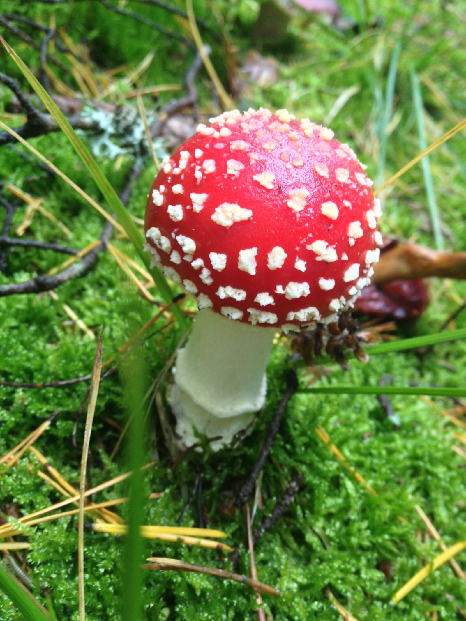 iPhone 4S back camera 4.28mm f/2.4 sample photo. Mushroom, amanita muscaria, red photography