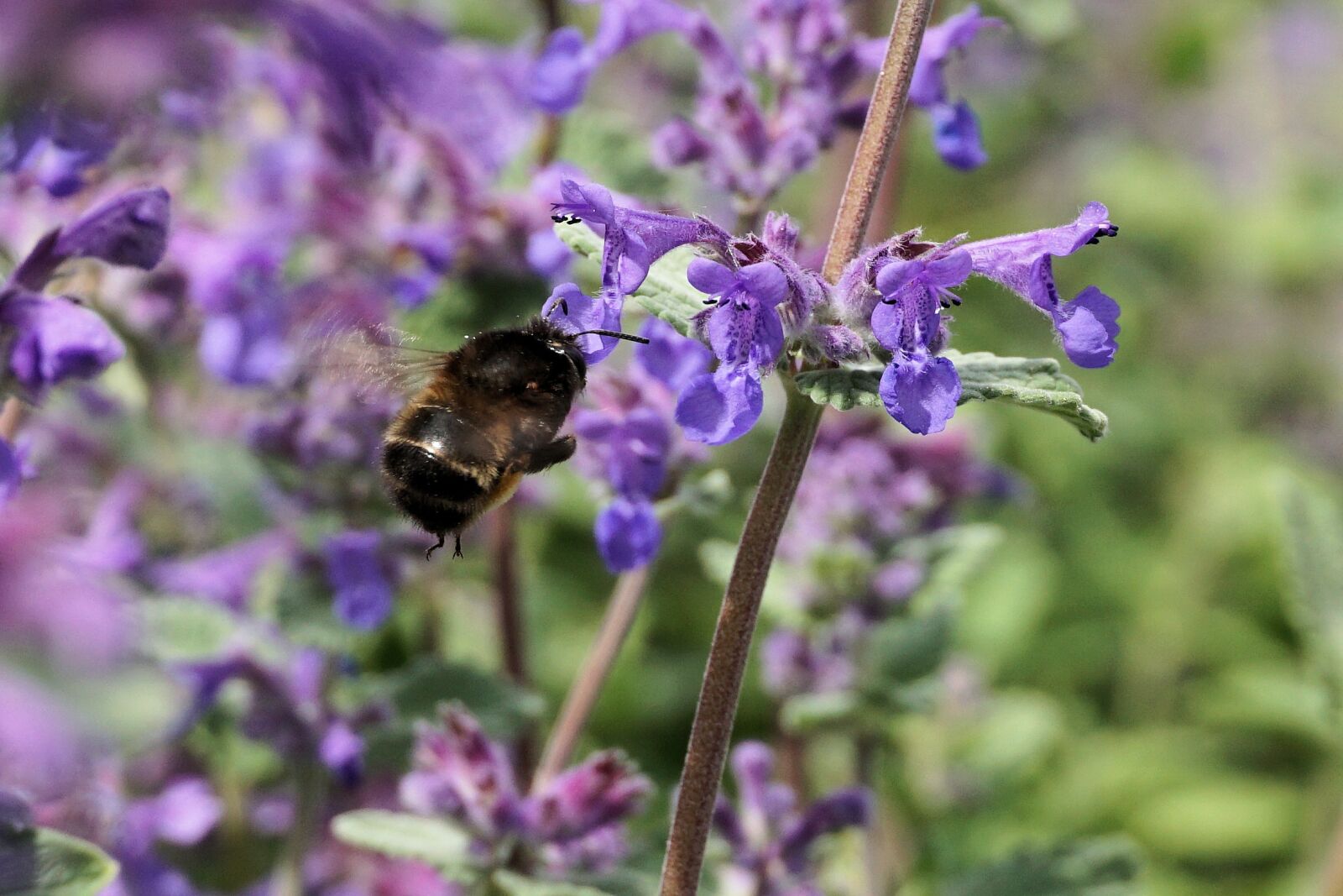 Sony a6000 sample photo. Hummel, insect, animal photography