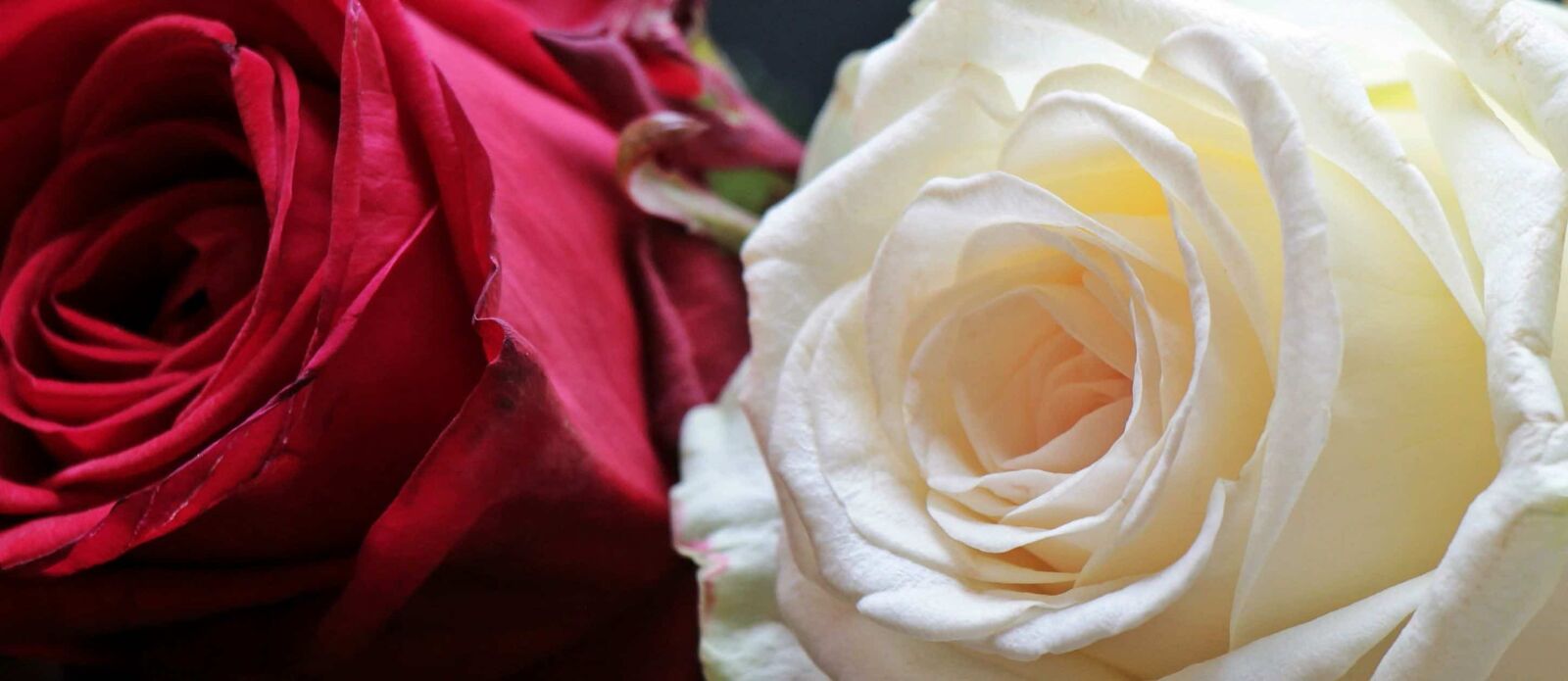 Canon EOS 550D (EOS Rebel T2i / EOS Kiss X4) sample photo. Flower, rose, petal, plant photography