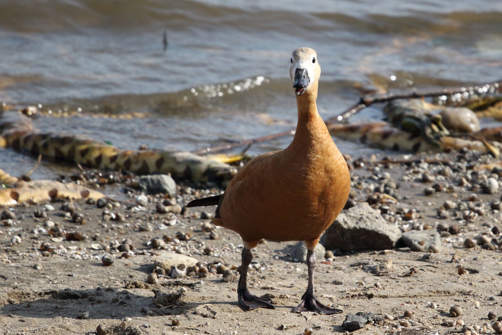 Sigma 100-400mm F5-6.3 DG OS HSM sample photo. Ogar, duck, bird photography