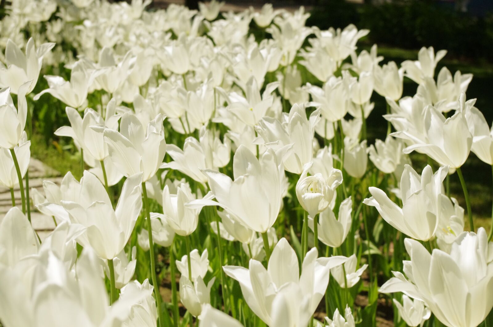 Pentax K-r sample photo. Tulip, white, flower photography