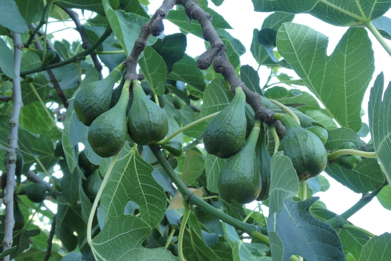 Panasonic Lumix DC-ZS70 (Lumix DC-TZ90) sample photo. Fig tree, fruits, figs photography