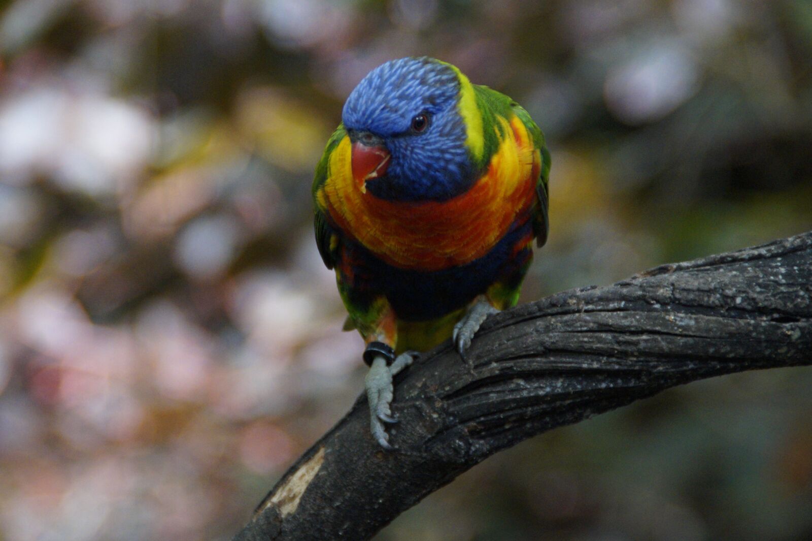 Sony SLT-A58 sample photo. Lori, loro park, zoo photography