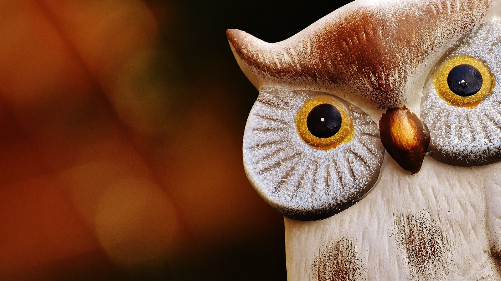 Nikon D7200 sample photo. Owl, bird, funny photography
