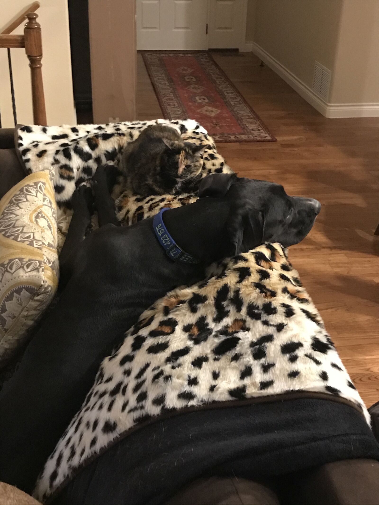 Apple iPad Pro (10.5-inch) sample photo. Dog on couch, great photography