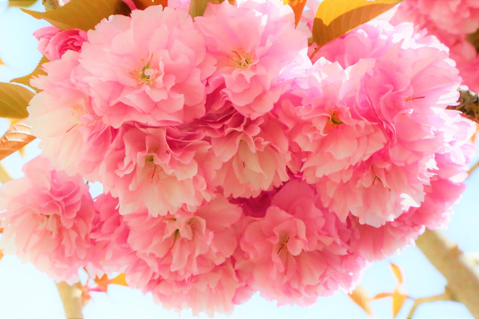 Canon EF 24-105mm F4L IS USM sample photo. Nature, flowers, spring photography