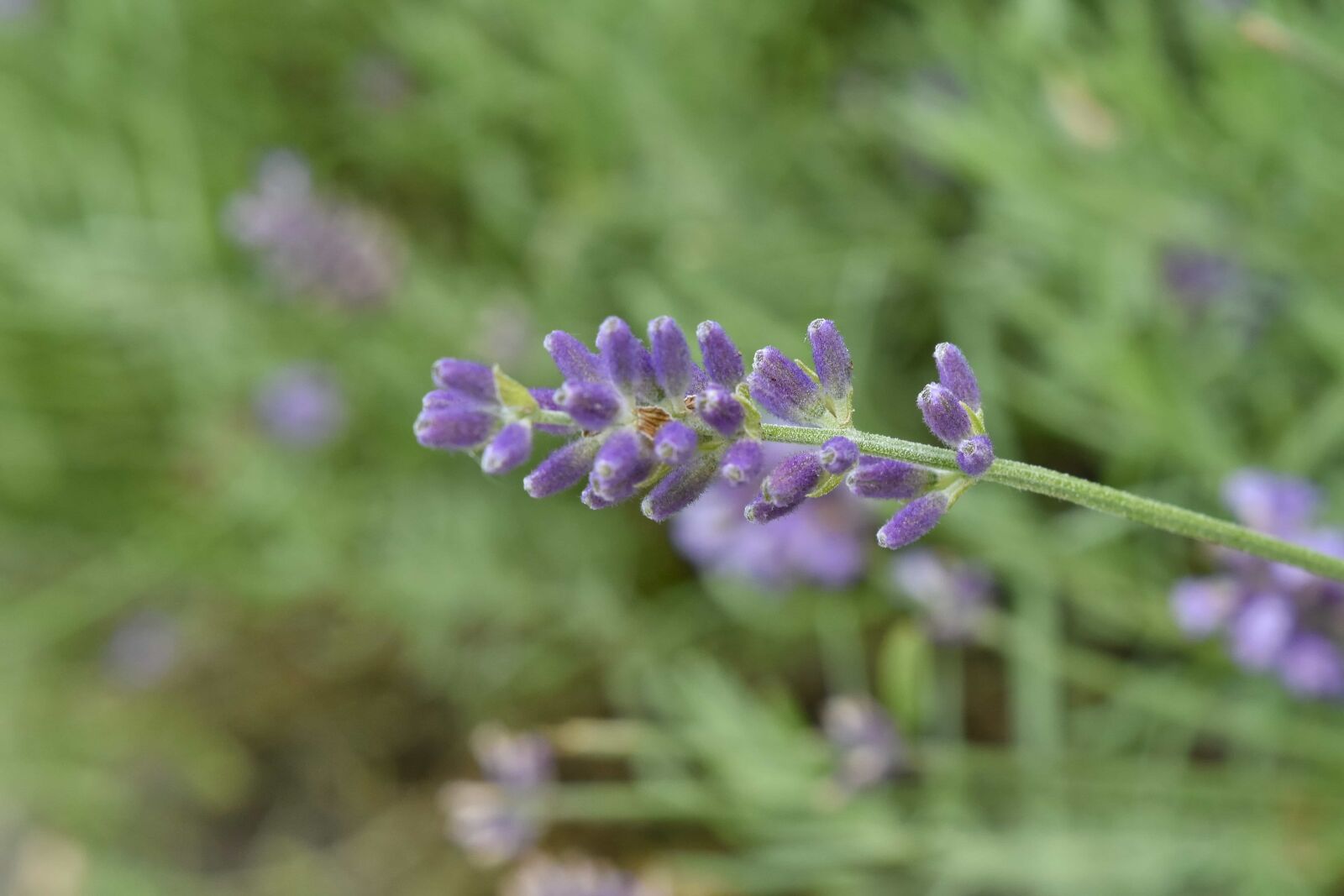Nikon D5500 sample photo. Flora, summer, plant, lavender photography
