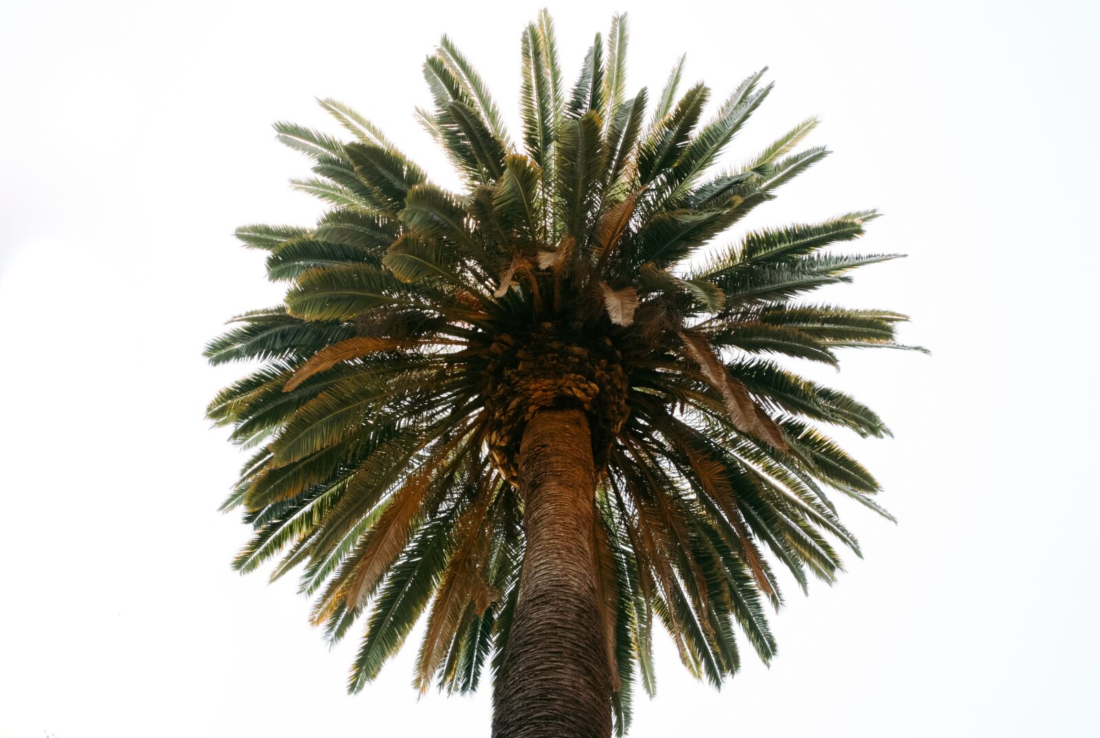 Canon EOS 400D (EOS Digital Rebel XTi / EOS Kiss Digital X) sample photo. Palm, tree, tropical photography