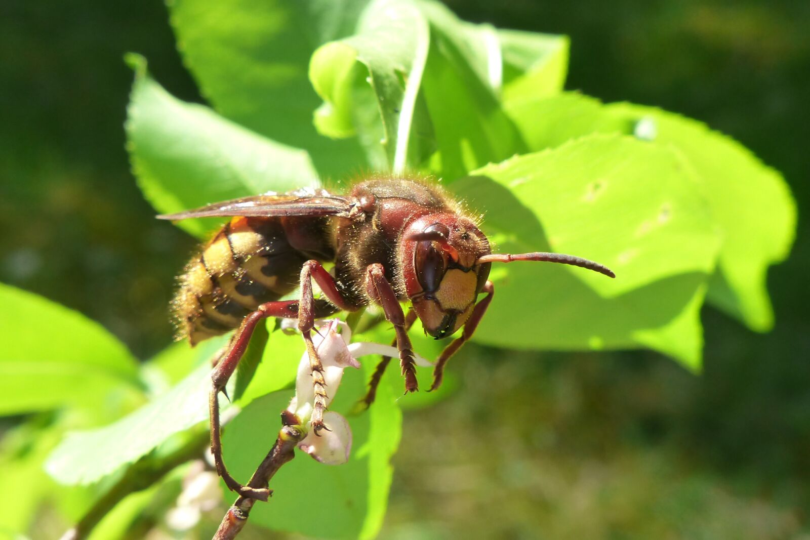 Panasonic Lumix DMC-FZ200 sample photo. Animals, invertebrates, insect photography
