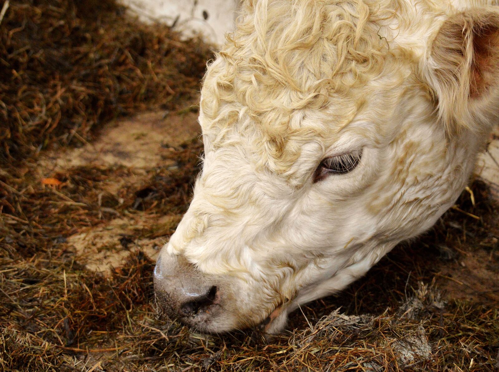 Nikon D3200 sample photo. Cow, stall, barn animals photography