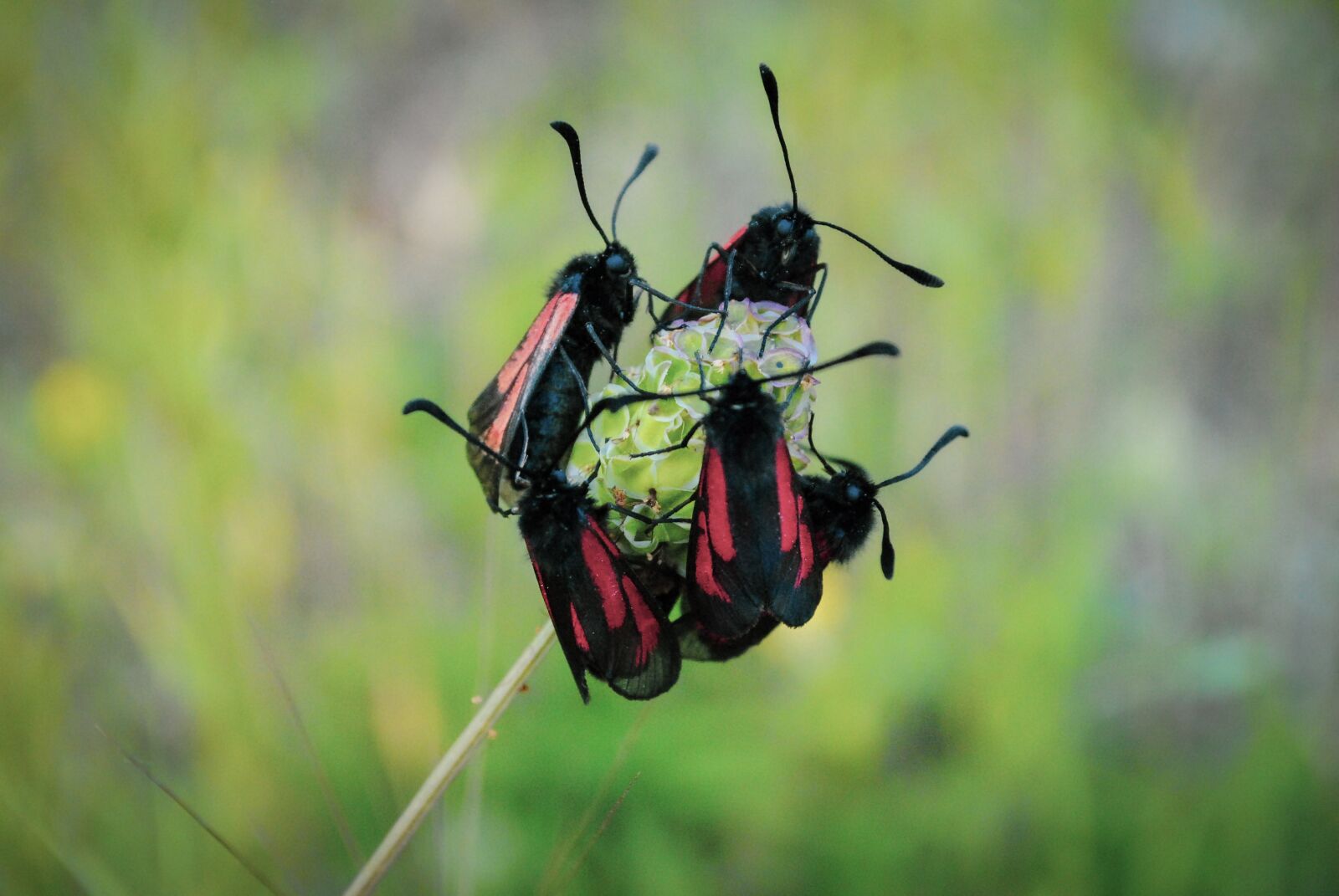 Nikon D3000 sample photo. Beetles, flower, red photography