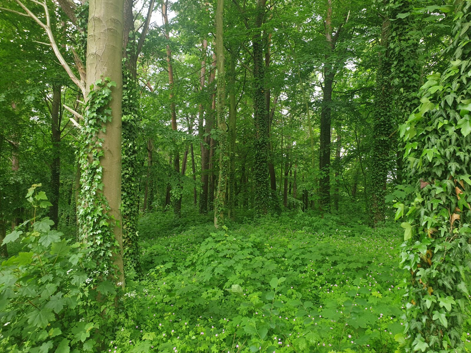 Samsung Galaxy S9 sample photo. Forest, tree, nature photography