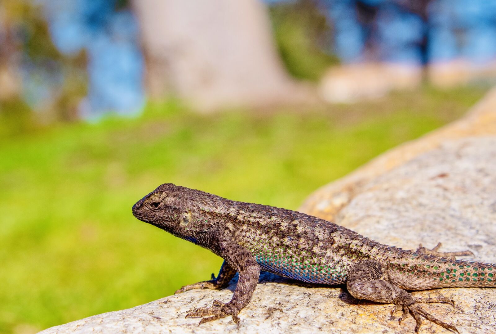 Canon EOS 1300D (EOS Rebel T6 / EOS Kiss X80) sample photo. Lizard, california, rock photography