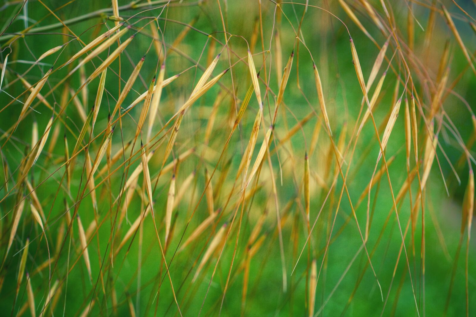 MACRO 50mm F2.8 sample photo. Grass seed, grasses, wild photography