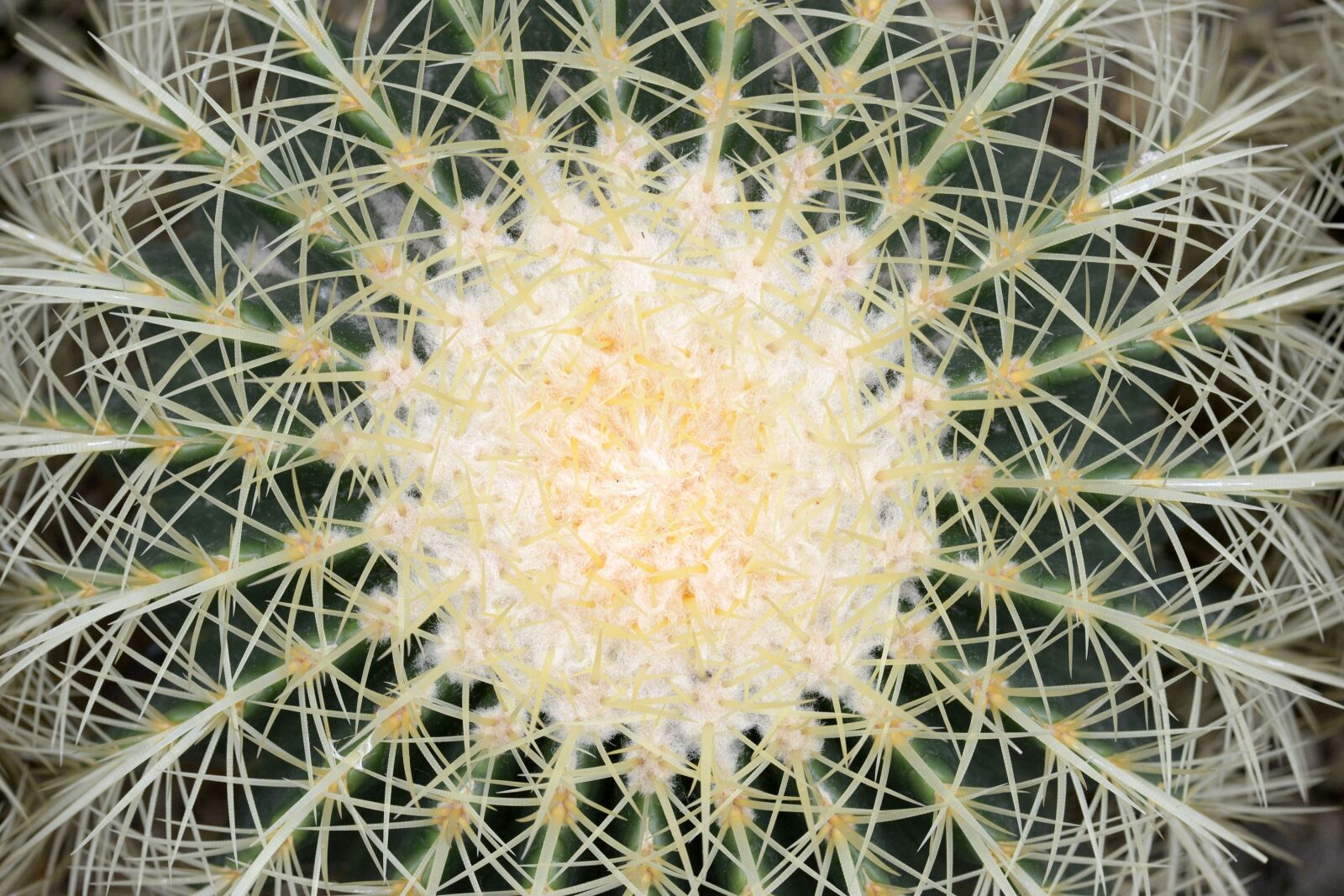 Nikon D600 sample photo. Cactus, plants, thorn photography