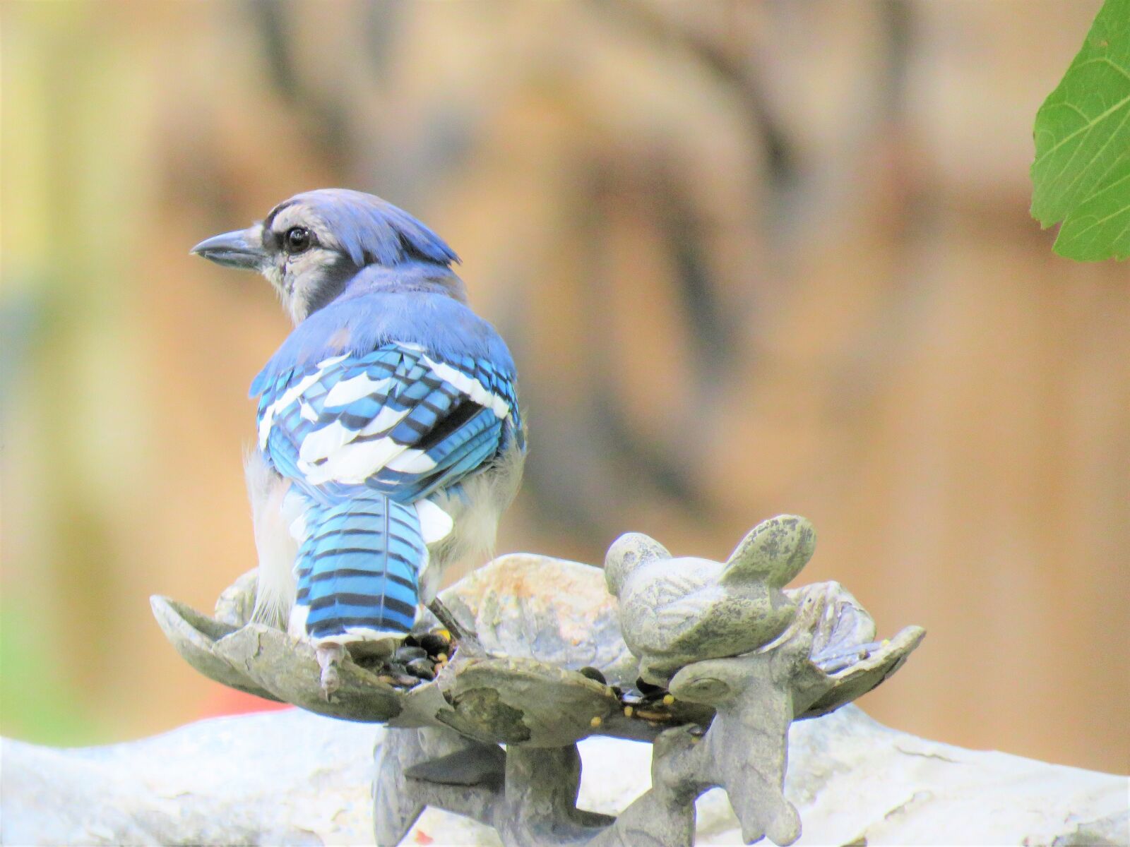 Canon PowerShot SX60 HS sample photo. Bird, blue jay, blue photography