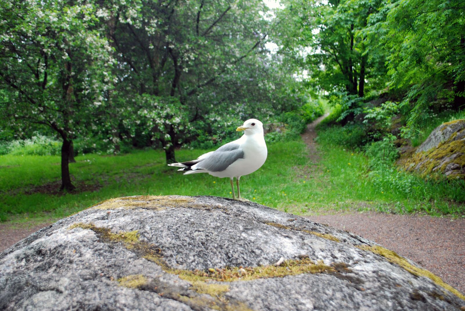 Nikon D60 sample photo. Seagull, bird, nature photography