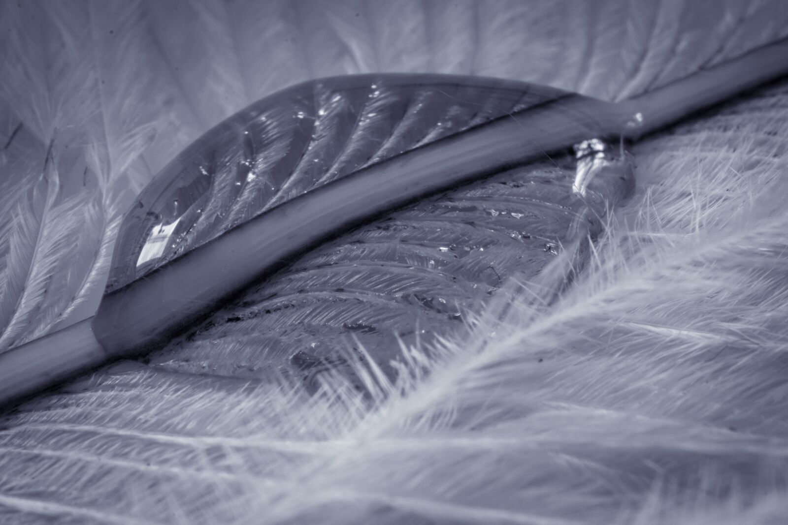 Canon EOS 70D sample photo. Ostrich feather, drip, feather photography