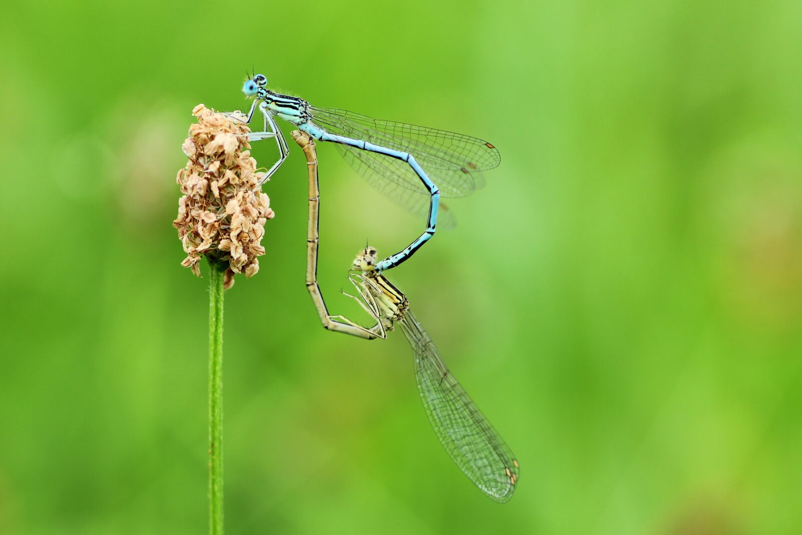 Tamron SP 90mm F2.8 Di VC USD 1:1 Macro sample photo. Dragonflies, pairing, nature photography