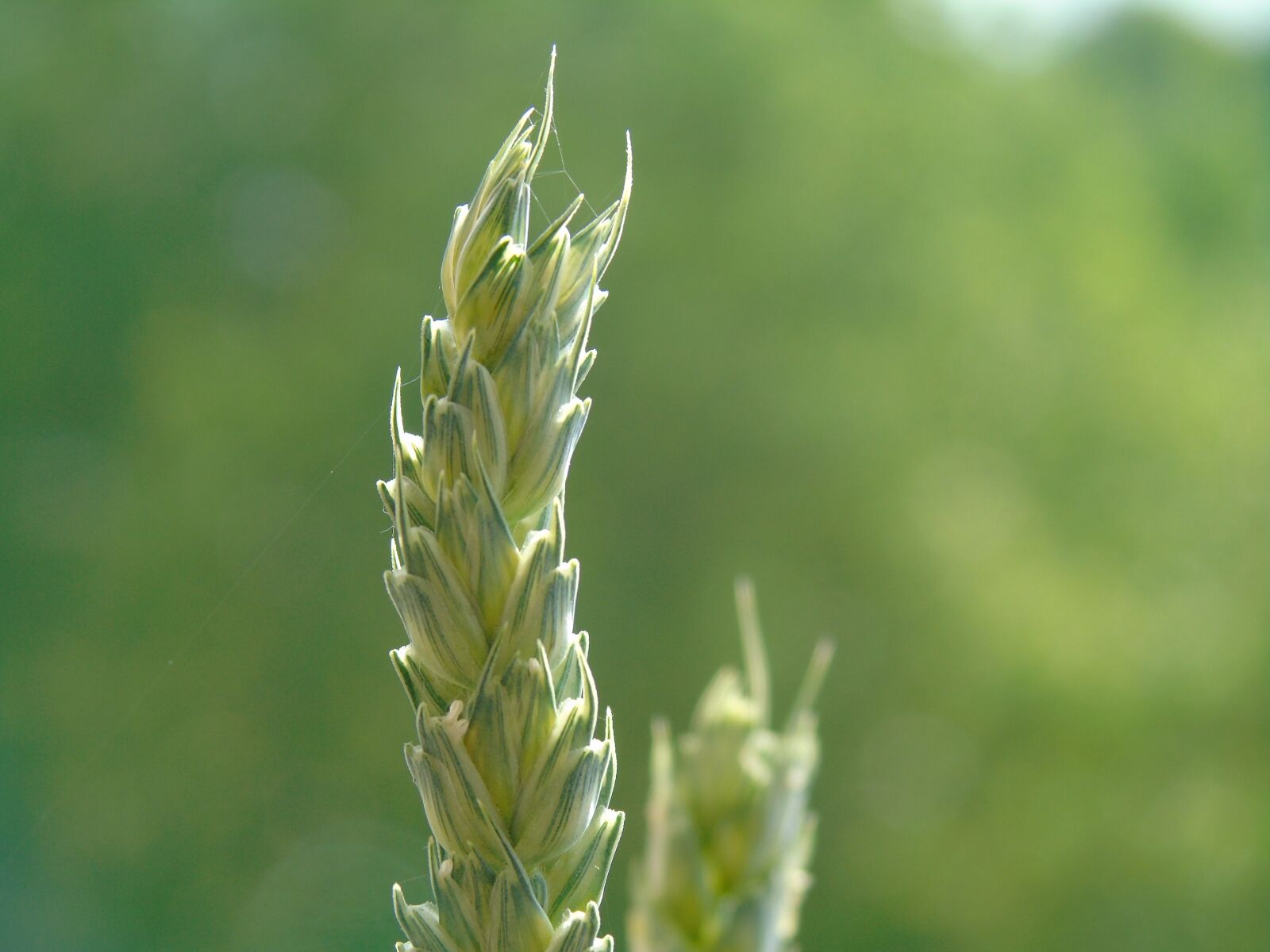 Sony Cyber-shot DSC-H400 sample photo. Wheat, grain, agriculture photography