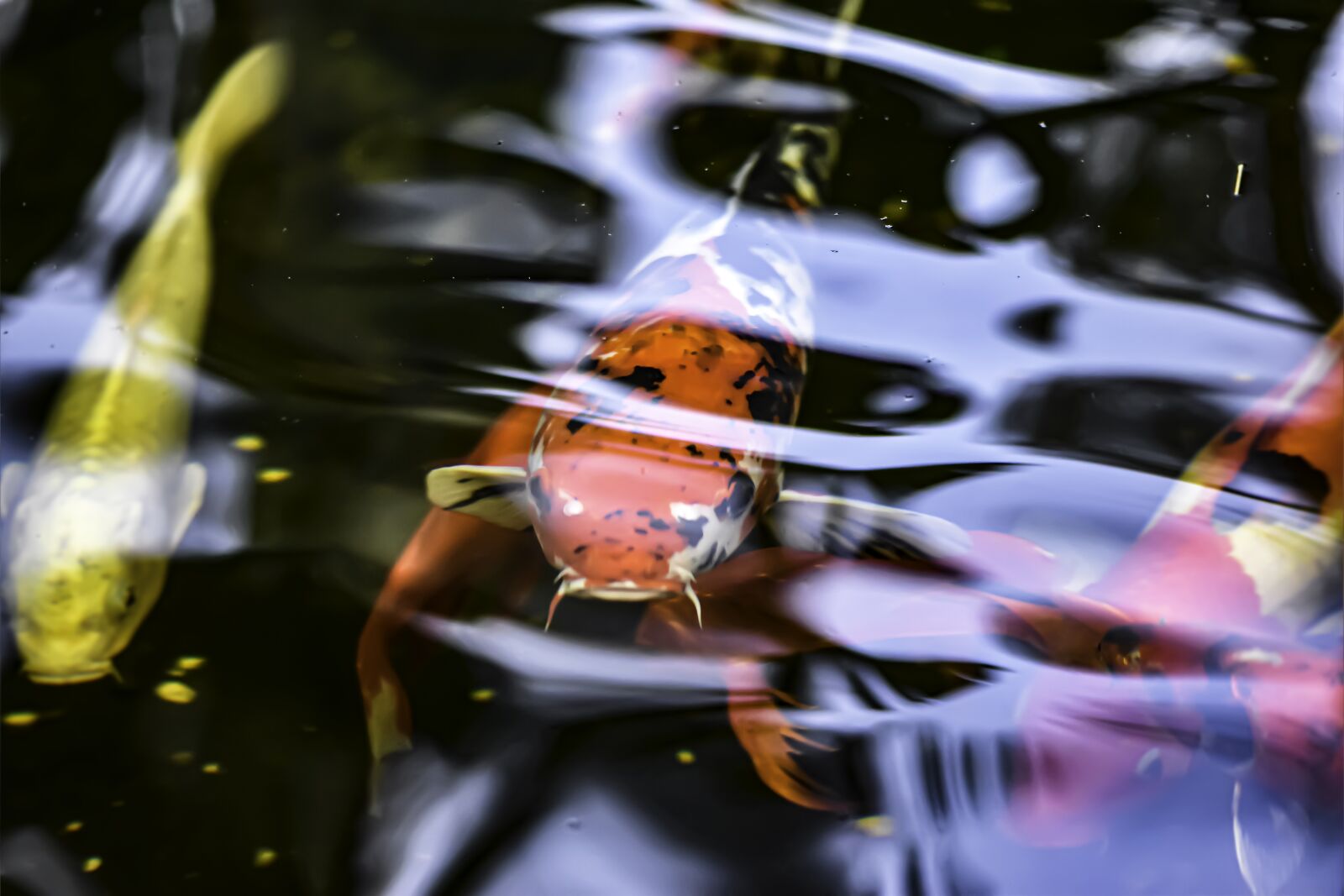Nikon D5600 sample photo. Fish, lake, water photography