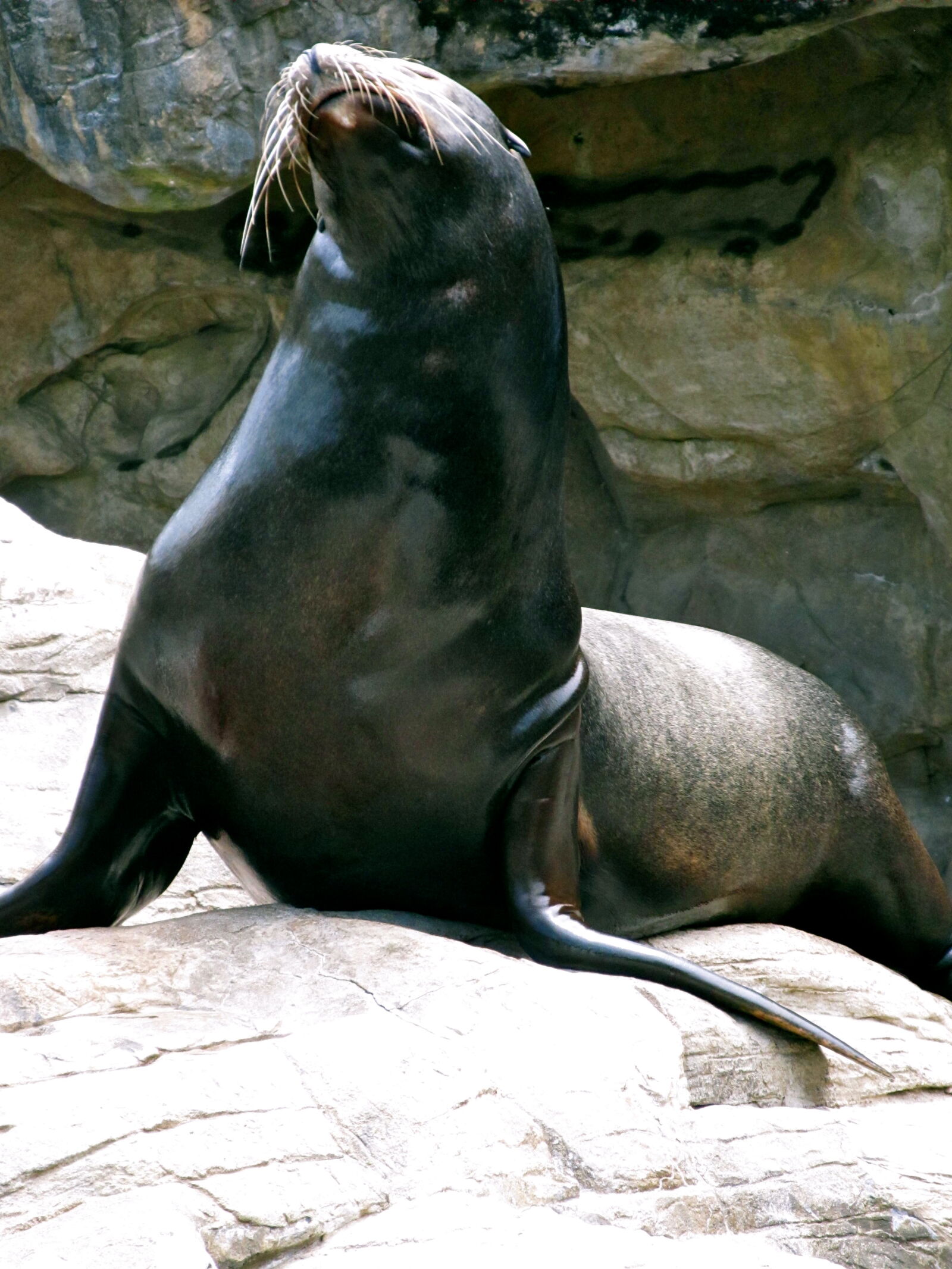 Canon PowerShot SX130 IS sample photo. Animals, sealife photography