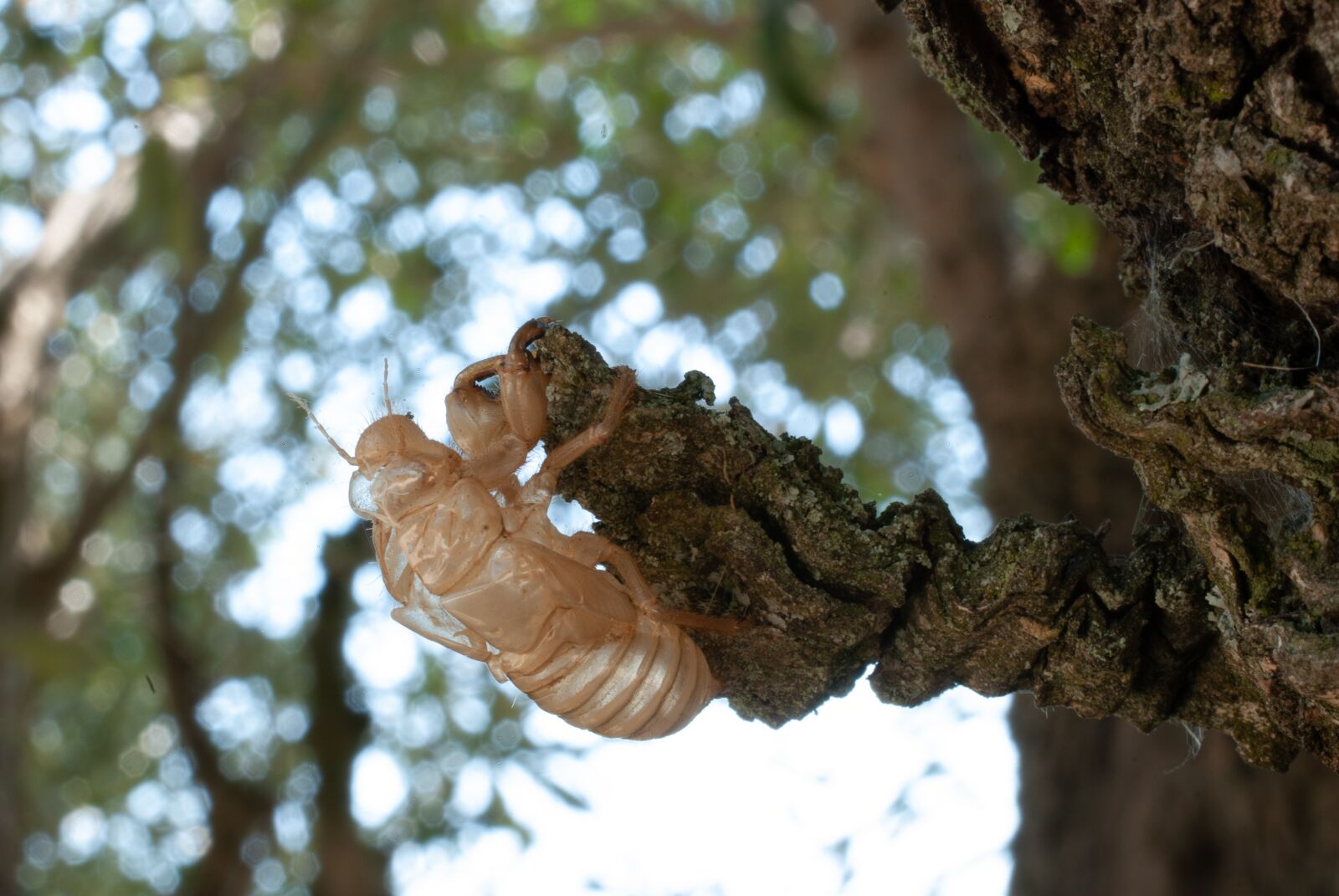 Nikon D80 sample photo. Cicada, macro, close up photography