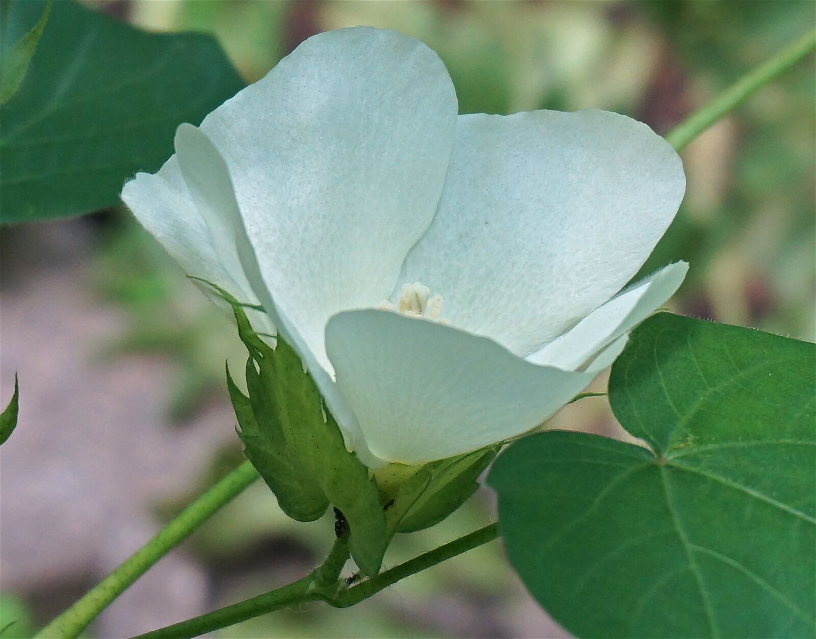 Sony Alpha NEX-5T sample photo. Cotton flower, cotton, flower photography