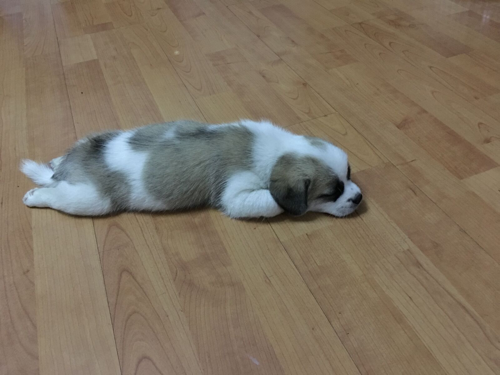 iPhone 6s Plus back camera 4.15mm f/2.2 sample photo. Sleep, puppy, be quiet photography