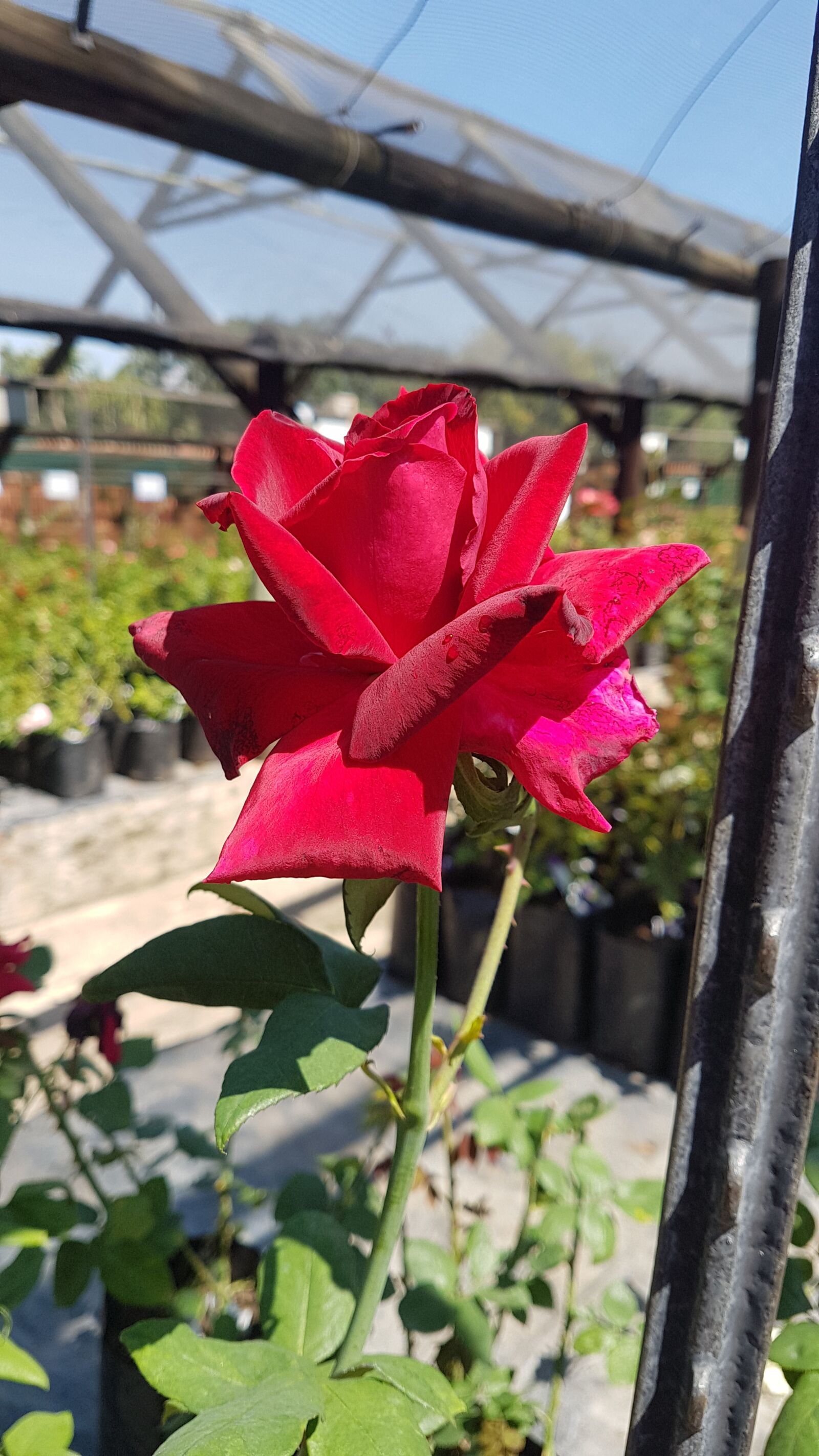 Samsung Galaxy S7 Edge sample photo. Rose, red rose, plant photography
