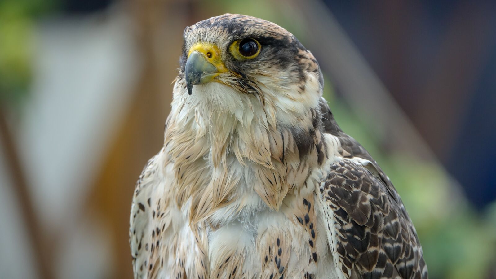 Sony Cyber-shot DSC-RX10 III sample photo. Falcon, bird, portrait photography