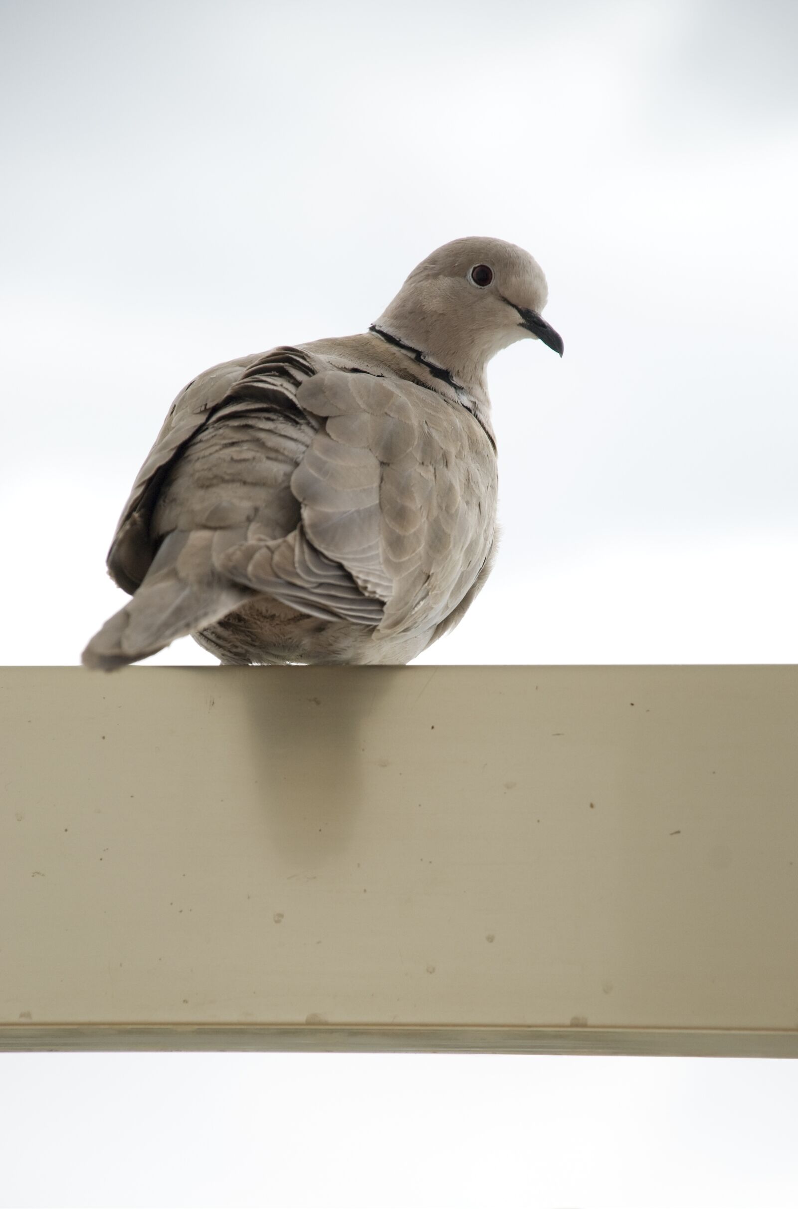 Nikon D80 sample photo. Turtledove, balcony, portrait photography