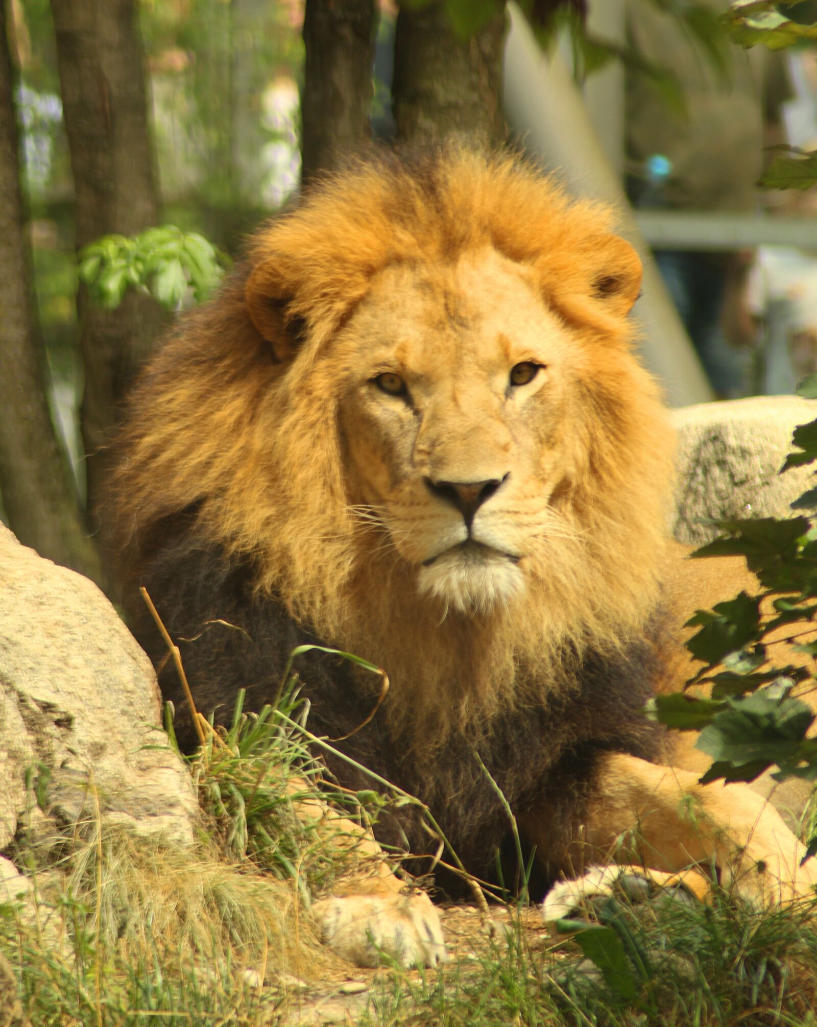 Canon EOS 1300D (EOS Rebel T6 / EOS Kiss X80) sample photo. Lion, cat, animal photography