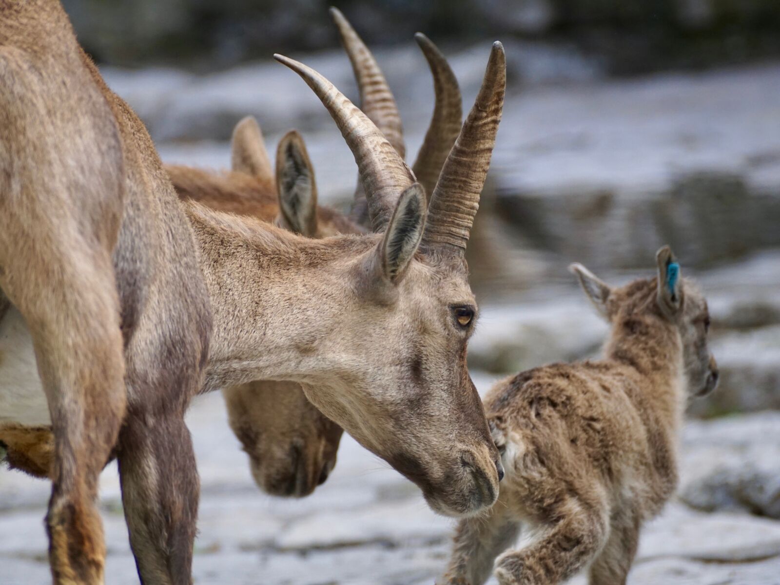 Sony DT 55-300mm F4.5-5.6 SAM sample photo. Capricorn, female, wild animal photography