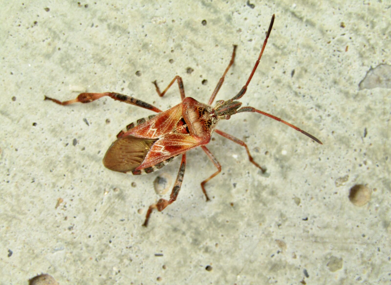 Canon POWERSHOT SX432 IS sample photo. American pine bug, brown photography