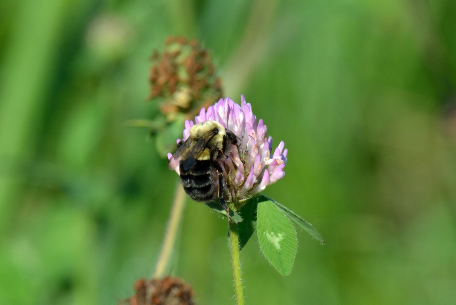 Nikon D3100 sample photo. Insect, bumblebee, flower photography