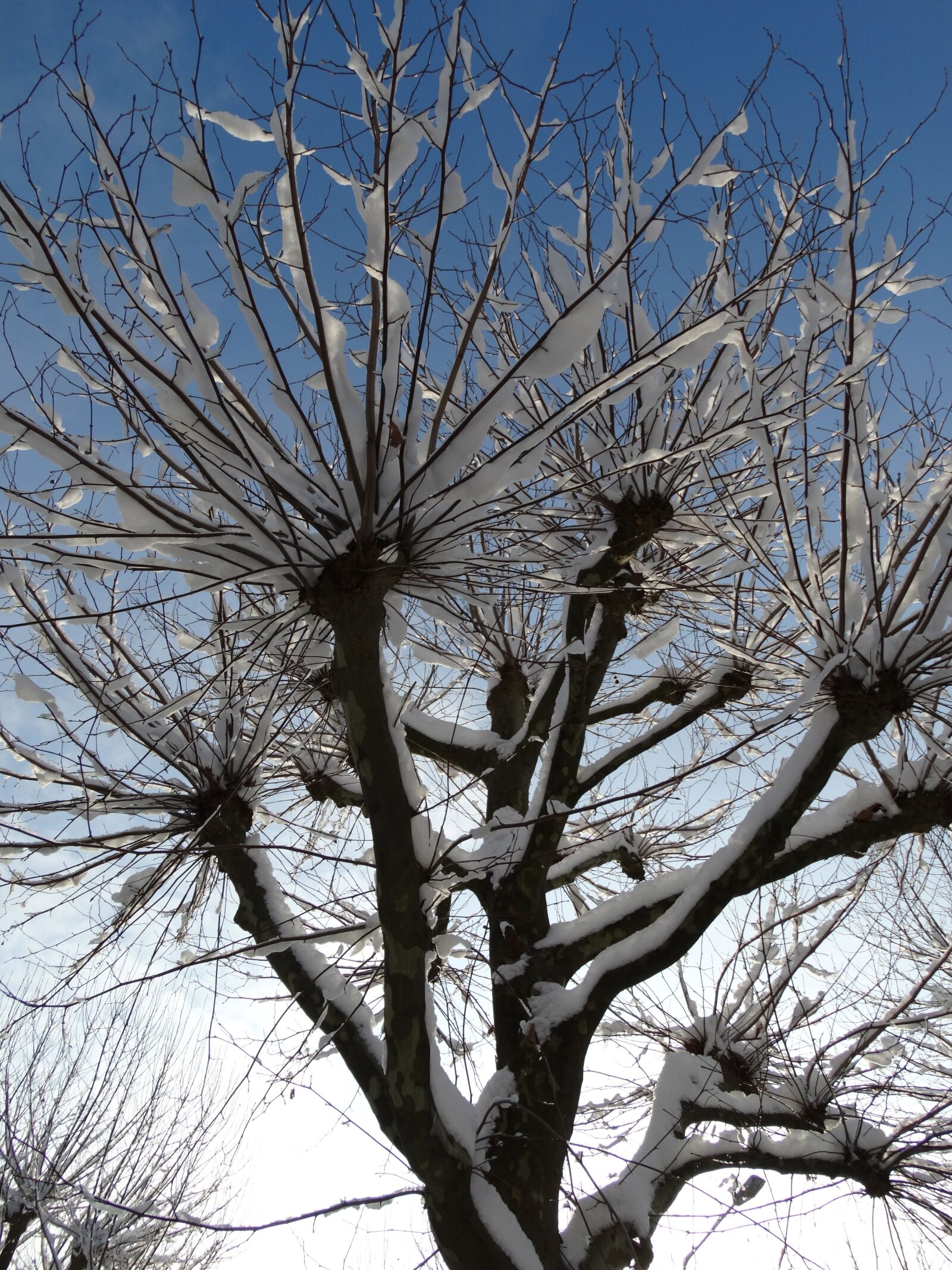Sony Cyber-shot DSC-HX300 sample photo. Sycamore, snow, crown photography