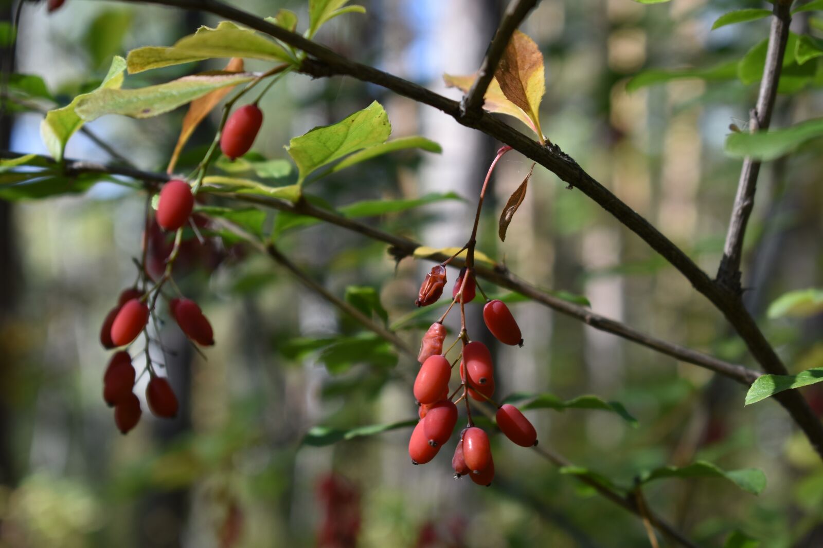 Nikon D3400 sample photo. Barberries, berries, fruits photography